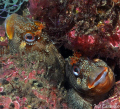 Blennies - Sesimbra - Baía da Armação / Feb 6th - "Oh dear, oh dear...I reckon it's one of those underwater photography dudes. What is he doing here in a day like this?!" 